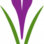saffron, flower, flower background-1138090.jpg