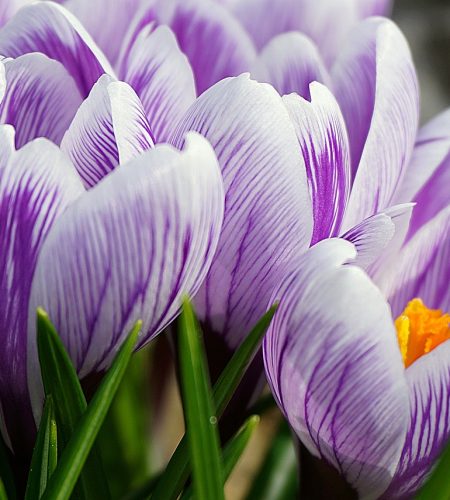 crocuses, flower wallpaper, flowers-4951242.jpg