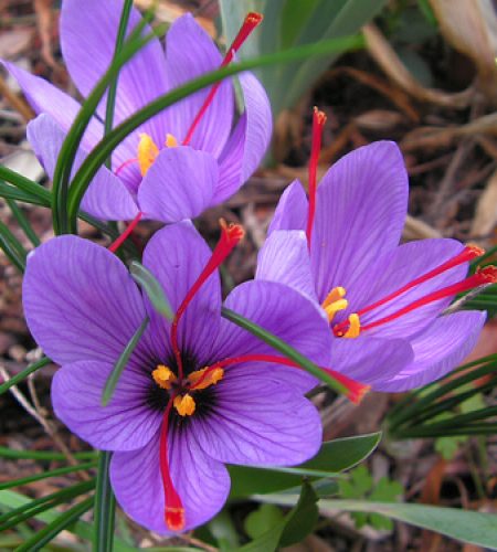 Fleur de Crocus Sativus L avec ses pistils rouges